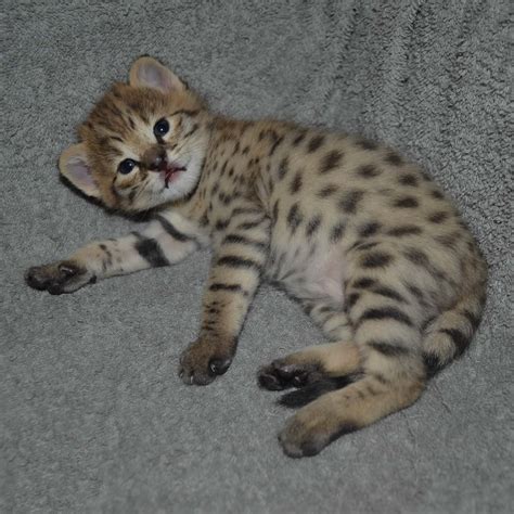 I have the privliege of staying home with my kids/cats, which allows me dedicated time into raising these beautiful, rare, exotic, hybrid cats. F2 Savannah Kittens Available in Ohio Savannah Cats Call ...