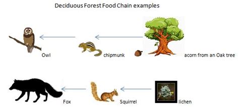 We did not find results for: Forest Ecosystem Food Web Diagram - Food Ideas