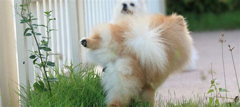 Dogs remember lots of things but how long is a dogs memory? How Long Can a Dog Go without Peeing? - My Pup Training