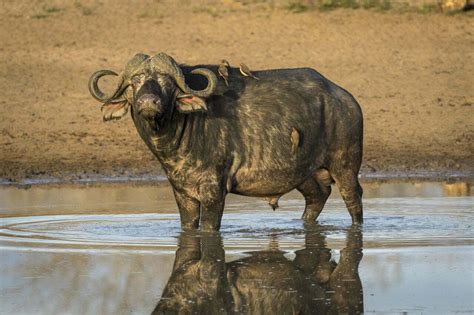 Water Buffalo Symbolism Dreams And Messages Spirit Animal Totems