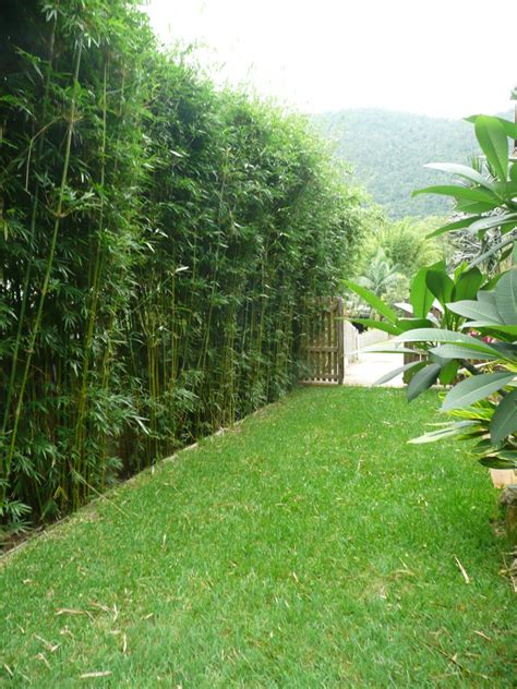 Learn how to use bamboo in your bamboo landscape backyard garden landscape small backyard gardens bamboo barrier clumping bamboo raised. Gracilis | Sharon's Plants