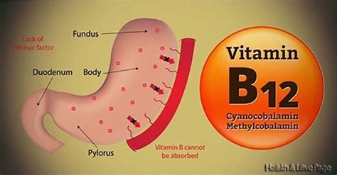 Vitamin B12 And Everything You Need To Know About It