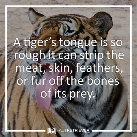 64 Magnificent Tiger Facts Fun Facts About Tigers Tiger Facts Fun