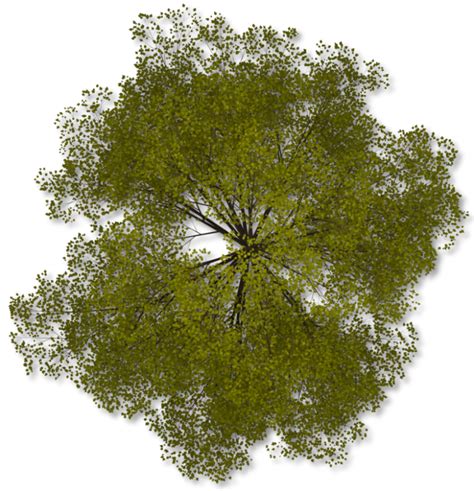 Tree Plan Clip Art Top View Of A Tree With Green Leaves