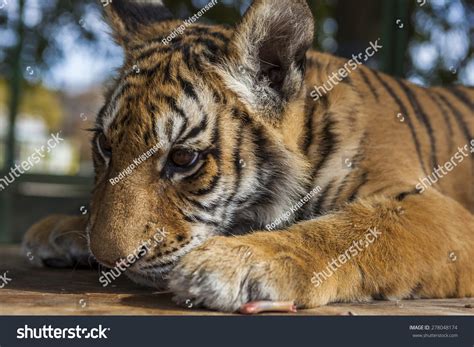Young Tiger Stock Photo 278048174 Shutterstock