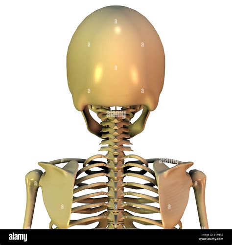 Anatomy Head Stock Photo Alamy