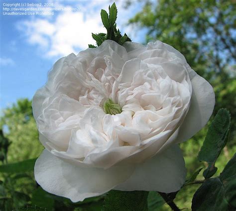 plantfiles pictures centifolia damask rose madame hardy rosa 7 by bebop2 damask rose