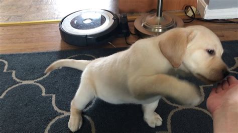 Training My New 8 Week Old Yellow Lab Puppy Practicing Luring Youtube