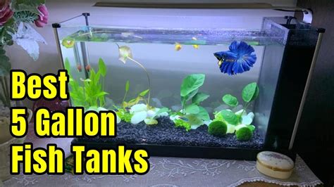 Best 5 Gallon Fish Tanks Setup Ideas And Review Youtube