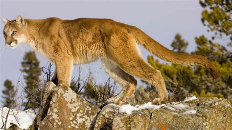 The cougar (puma concolor) is a large cat of the subfamily felinae.native to the americas, its range spans from the canadian yukon to the southern andes in south america and is the most widespread of any large wild terrestrial mammal in the western hemisphere. Colorado Runner Kills Mountain Lion 'in Self Defense ...