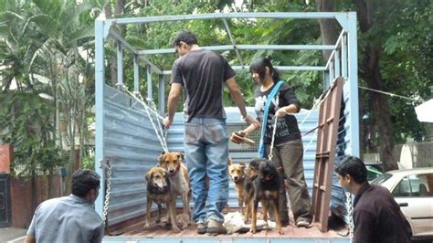 Blue Cross Society Pune Adult Dog Adoption Camp August 2011