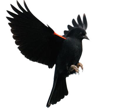 Red Winged Blackbird Common Blackbird Flight Finches Bird Png