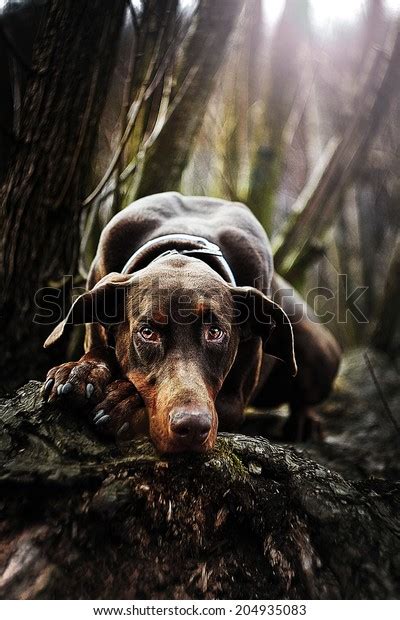 Beautiful Sad Doberman Pinscher Dog Waiting Stock Photo Edit Now
