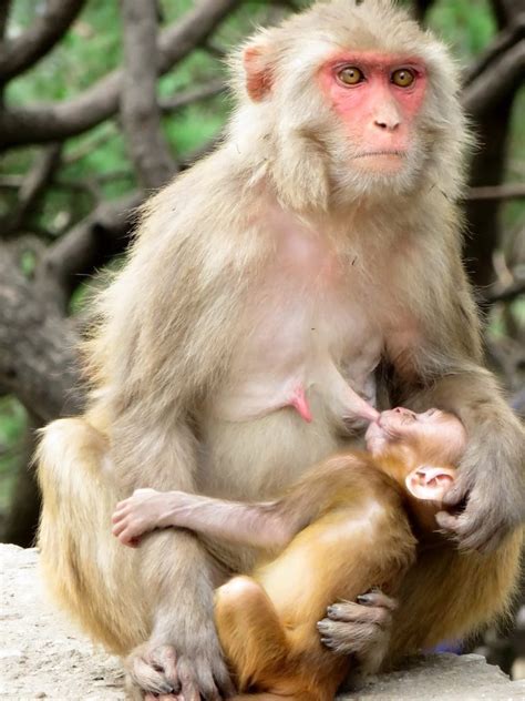 8 Monkey Breeds That Are Kept As Pets With Pictures Pet Keen