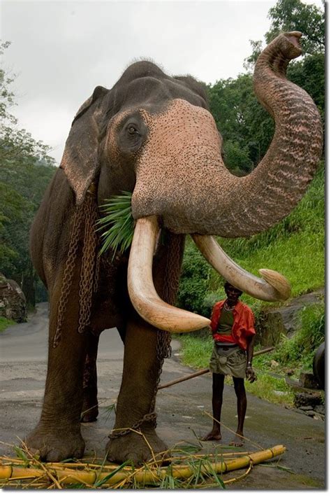 Largest Elephant Ever Recorded