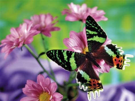 Beautiful Butterfly Wallpapers And Images Wallpapers