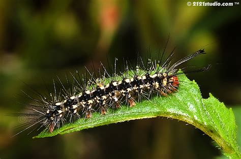 Maybe you would like to learn more about one of these? RAGAM DUNIA (Sundry): FENOMENA ULAT BULU (CATERPILLAR ...
