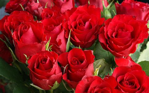 Perchè inviare delle rose rosse ad una persona? luglio | 2013 | Il Blog di Tino Soudaz 2.0