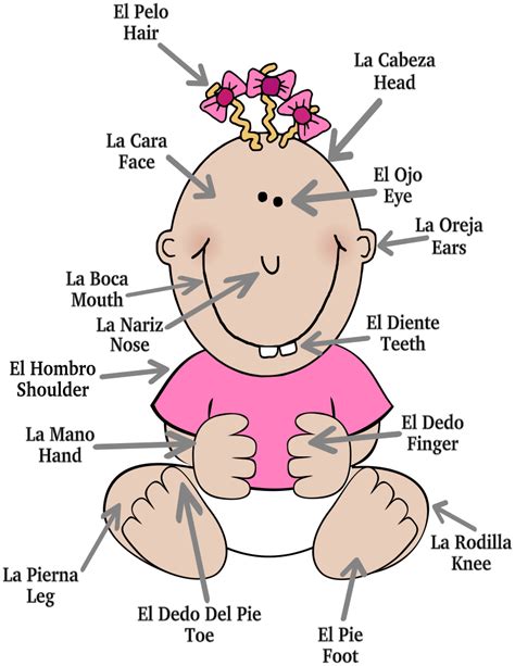 It gives you the option to customize the links, hover description for each organ/body part through an. baby body parts English Spanish