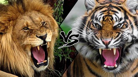Lion Vs Tiger Who Would Win Youtube