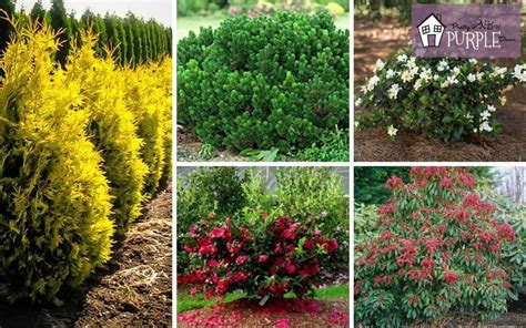 5 6 Foot Evergreen Shrubs For Your Landscape Pretty