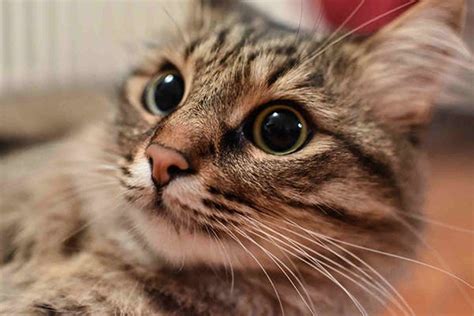 Retinal Swelling In Cats Symptoms Causes Diagnosis Treatment