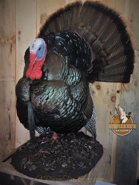 turkey mount by st pierre s taxidermy the turkey is a large bird in the genus meleagris which