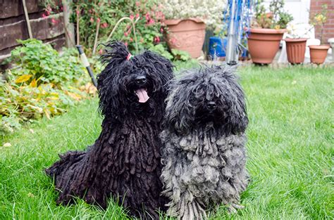 See more ideas about puli, hungarian puli, puli dog. Puli Dog Breed Information, Pictures, Characteristics ...