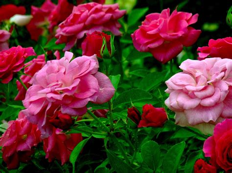 Dark Pink Roses Wallpapers Top Free Dark Pink Roses Backgrounds