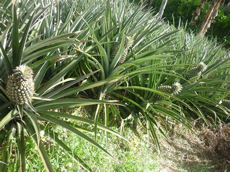 Jual daun nanas asli dari kebun jakarta barat candra25herbal tokopedia. Gambar Kampung Wisata Ekologis Puspa Jagad Edukasi Hasil ...