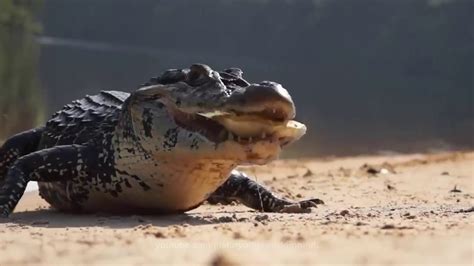 अमेज़न के घने जंगल के 5 खूखार जानवर || Top 5 Dangerous Animals in the