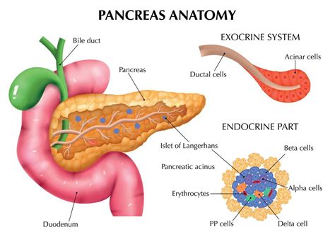 Anatomy Of Pancreas Infographics 10366557 Vector Art At Vecteezy