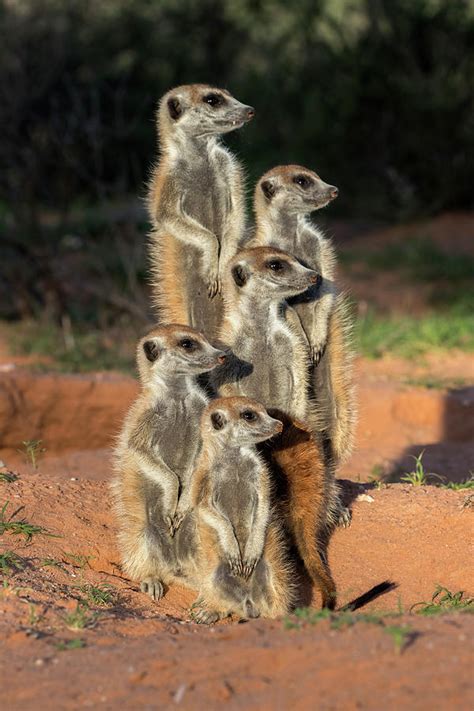 Meerkats Kgalagadi Transfrontier Park South Africa Photograph By Ann