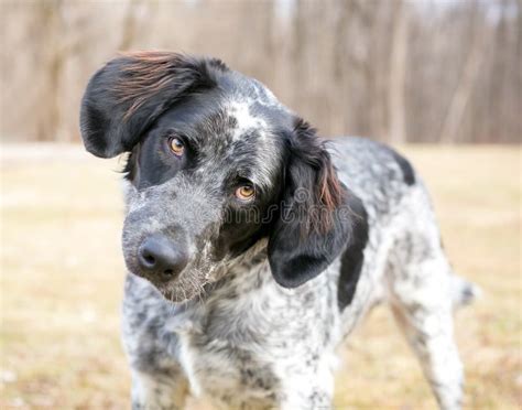 A Spaniel X Pointer Mixed Breed Dog Listening With A Head Tilt Stock