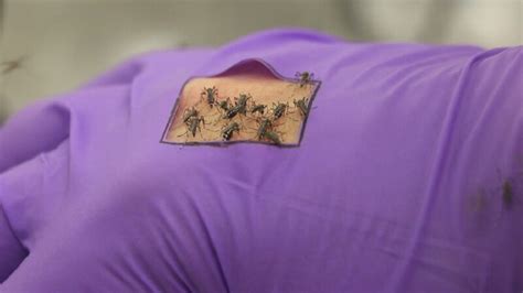 Graphene The Latest Reliable Repellent Against Mosquitoes