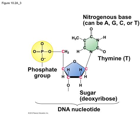 There are four nitrogenous bases in dna (deoxyribonucleic acid): Flashcards - 2nd exam - Heredity genetics | StudyBlue