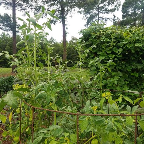 Is Pruning Tomato Plants Necessary The Beginners Garden