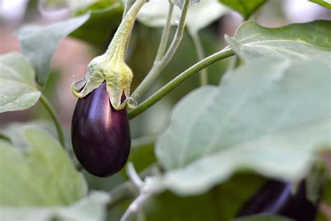 Where To Plant Eggplant How To Grow Eggplants In Gardens