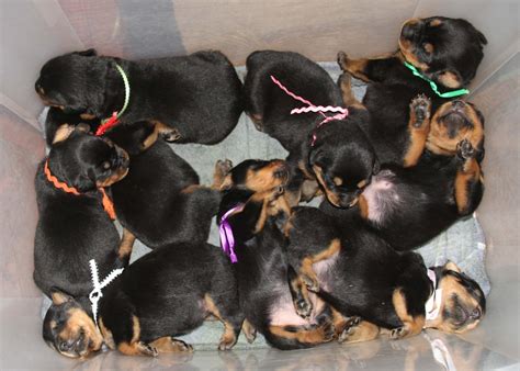 All guardian rottweiler puppies, youth and adults are fed exclusively a raw and fresh foods diet. FD Kennels AKC Rottweiler Puppies for sale in Ohio