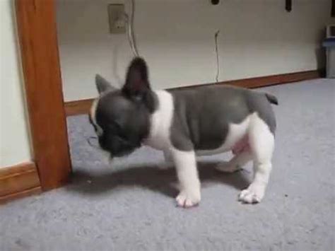 Available french bulldog puppies | unique french bulldog puppies for sale. JJG Frenchies, Blue AKC French Bulldog Male, Frenchies ...