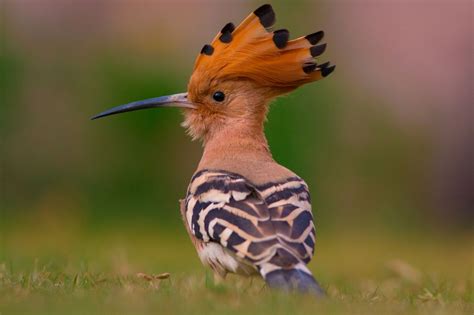 Marvelously Interesting Facts About The Beautiful Hoopoe Birds