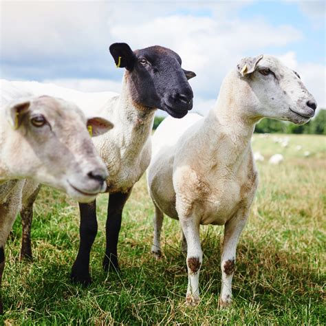 Selecting And Managing A Dairy Goatsheep Herd Alabama Cooperative