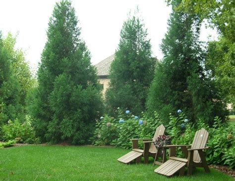 Free shipping on orders over $99 with arrive alive guarantee from the tree center. Privacy Plantings in Charlotte, NC | Landscape Services