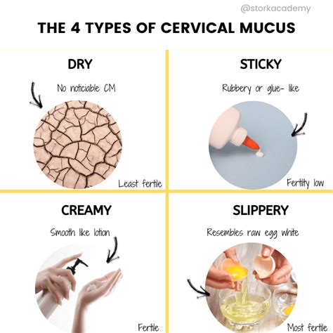 Quick Tip Least To Most Fertile The Four Types Of Cervical Mucus