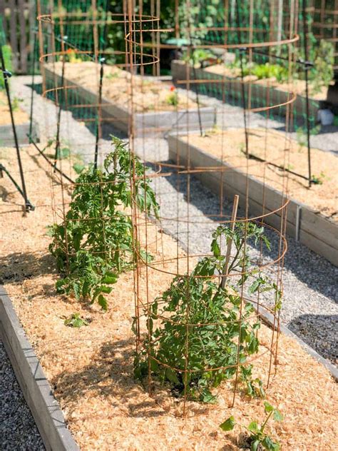 How To Make A Sturdy Diy Tomato Cage With Pictures Growfully
