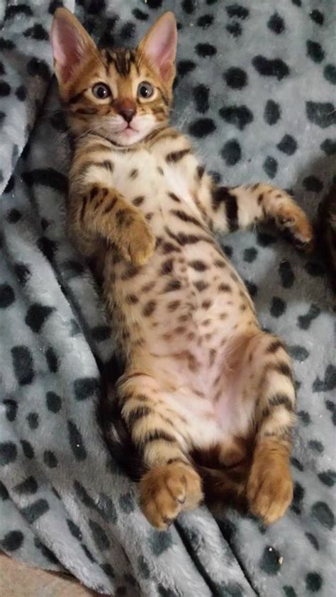Purchase your bengal from a registered breeder and always ask who they are registered with and check with the registering body to ensure they are listed. Bengal Manor - Bengal Cat Breeder - Perth, Western Australia