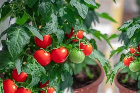 5 Tips For Growing Tomatoes In Containers