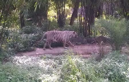 An animal orphanage, a snake park. Rajiv Gandhi Zoological Park, Pune | Ticket Price ...