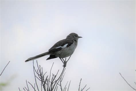 Eastern Mockingbird Zoochat