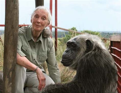 Jane Goodall Biography And Facts